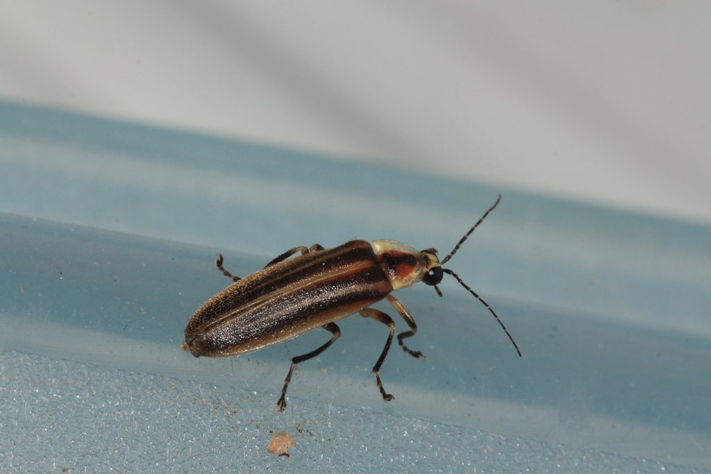 an adult firefly on a blue surface