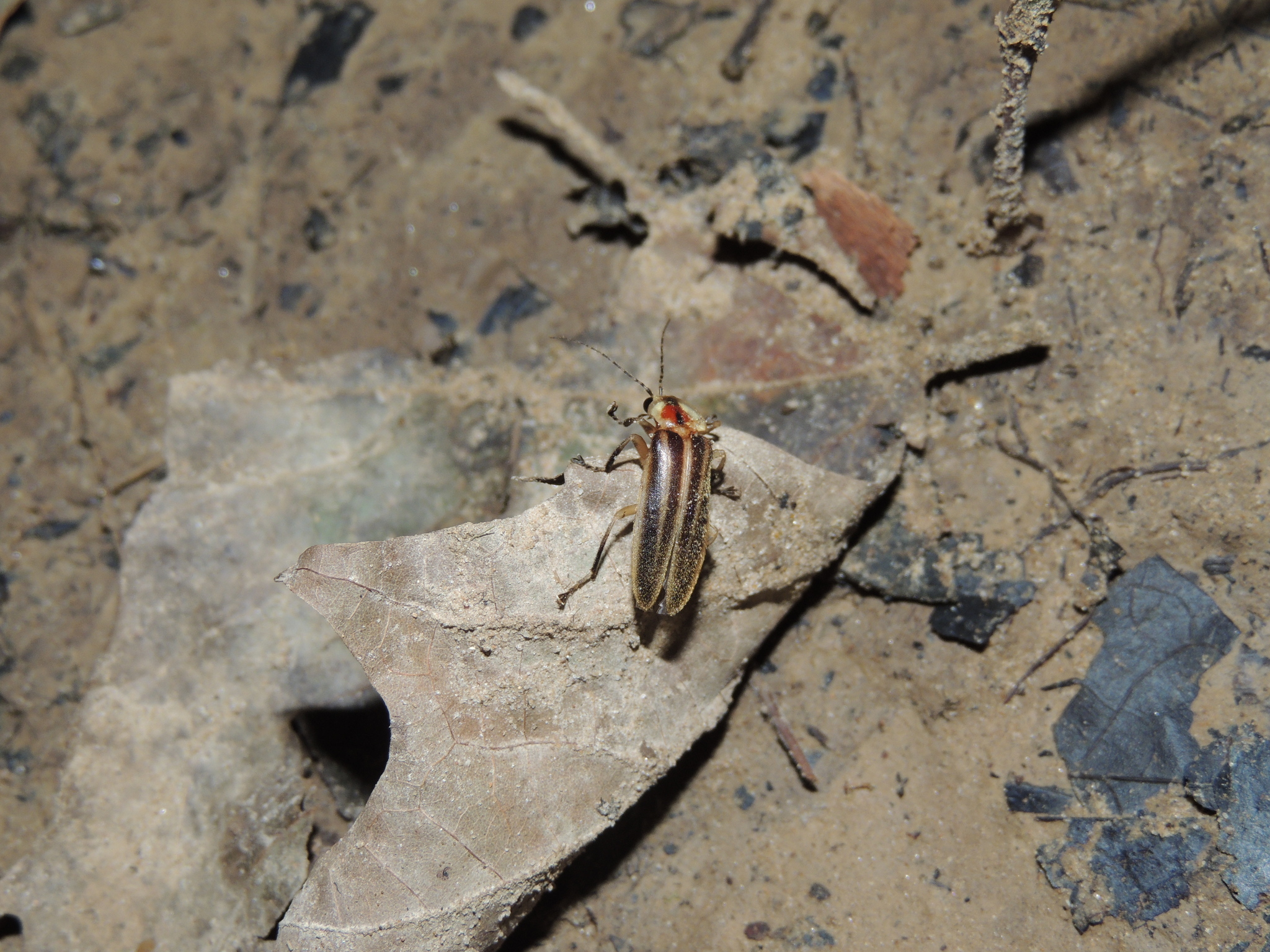 an adult firefly crawling on a brown dead leaf