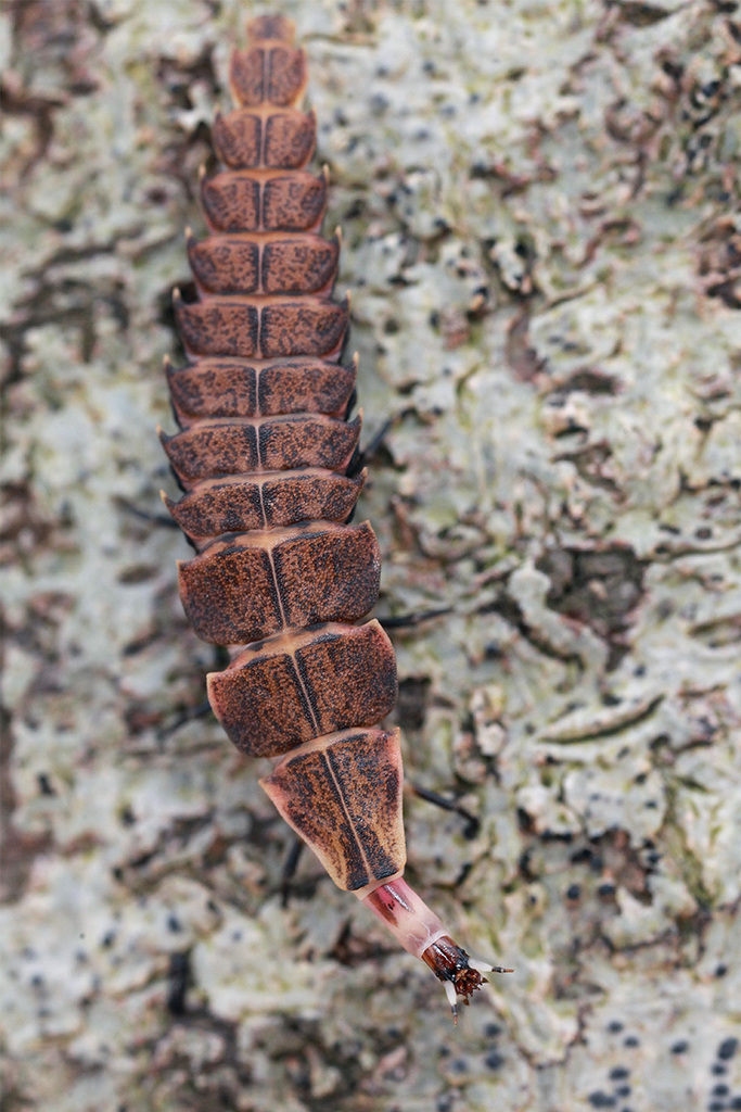 a firefly larva