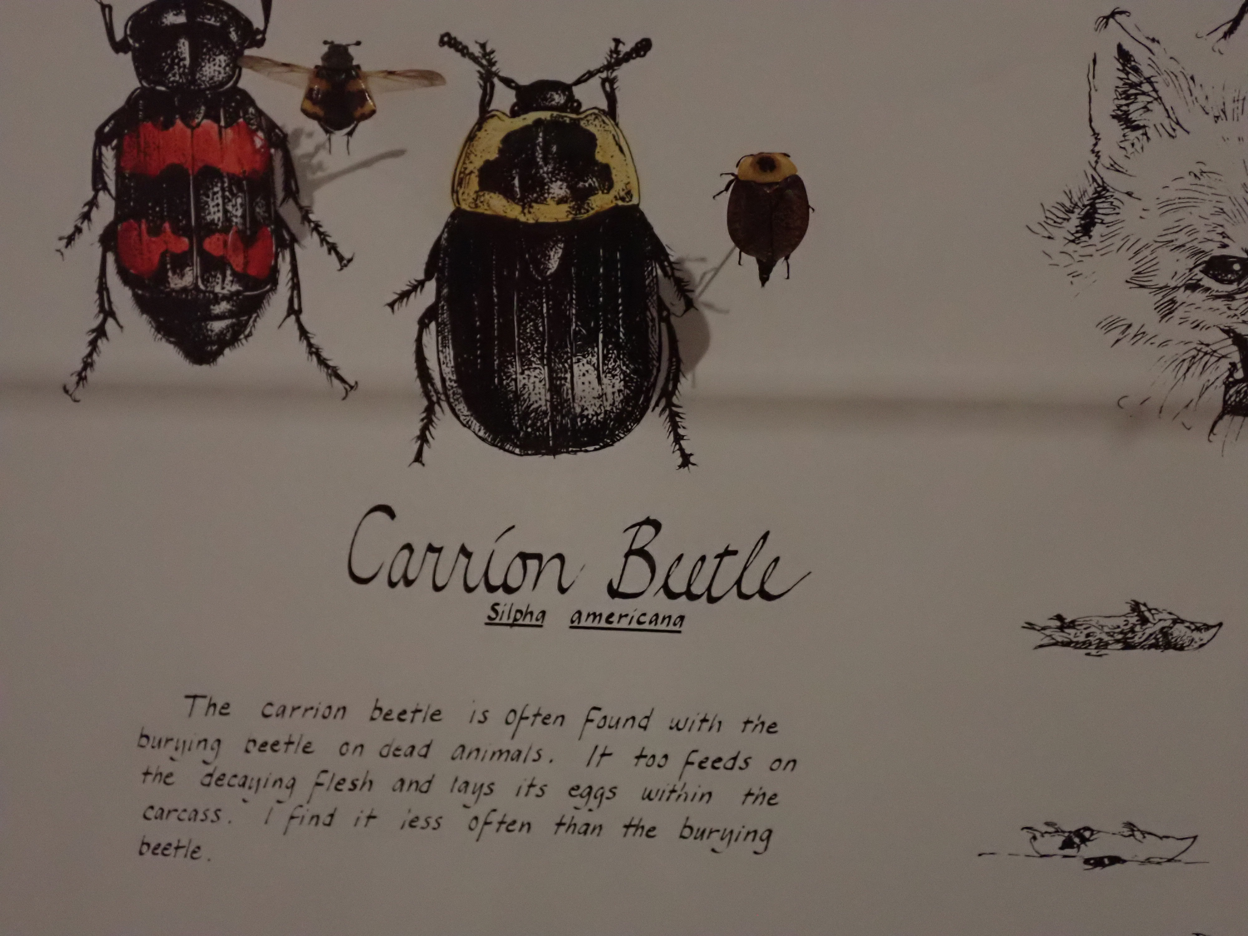 a drawing of a carrion beetle next to a burying beetle, done in the style of a 'field sketch', with pinned specimens of each next to the drawings. Words beneath read 'The carrion beetle is often found with the burying beetle on dead animals. It too feeds on the decaying flesh and lays its eggs within the carcass. I find it less often than the burying beetle.