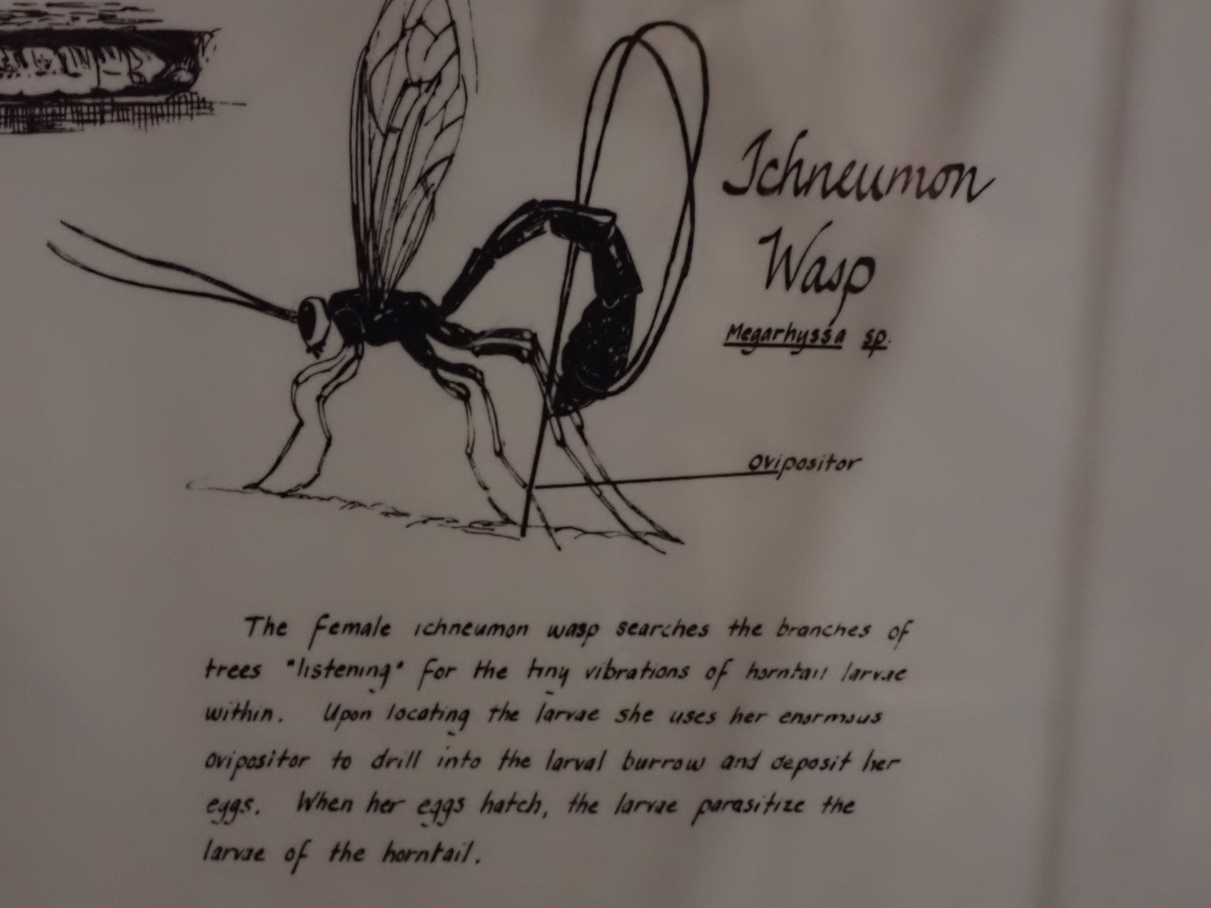 a drawing of an ichneumonid wasp ovipositing with the caption 'the female ichneumon wasp searches the branches of trees 'listening' for the tiny vibrations of horntail larvae within. Upon locating the larvae she uses her enormous ovipositor to drill into the larval burrow and deposit her eggs. When her eggs hatch, the larvae parasitize the larvae of the horntail.