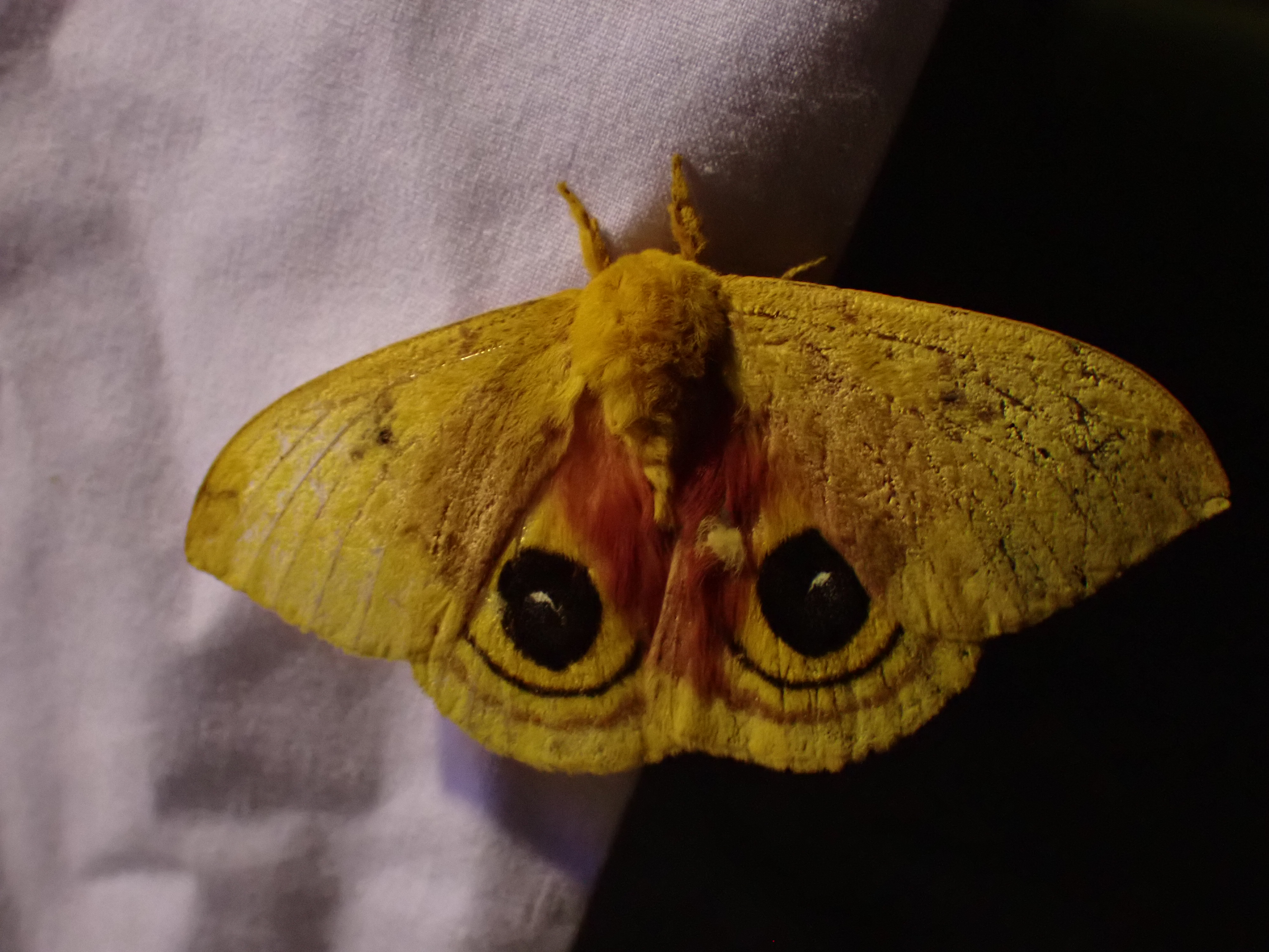 an io moth with yellow wings and eyespots, with its wings spread out, on a white sheet