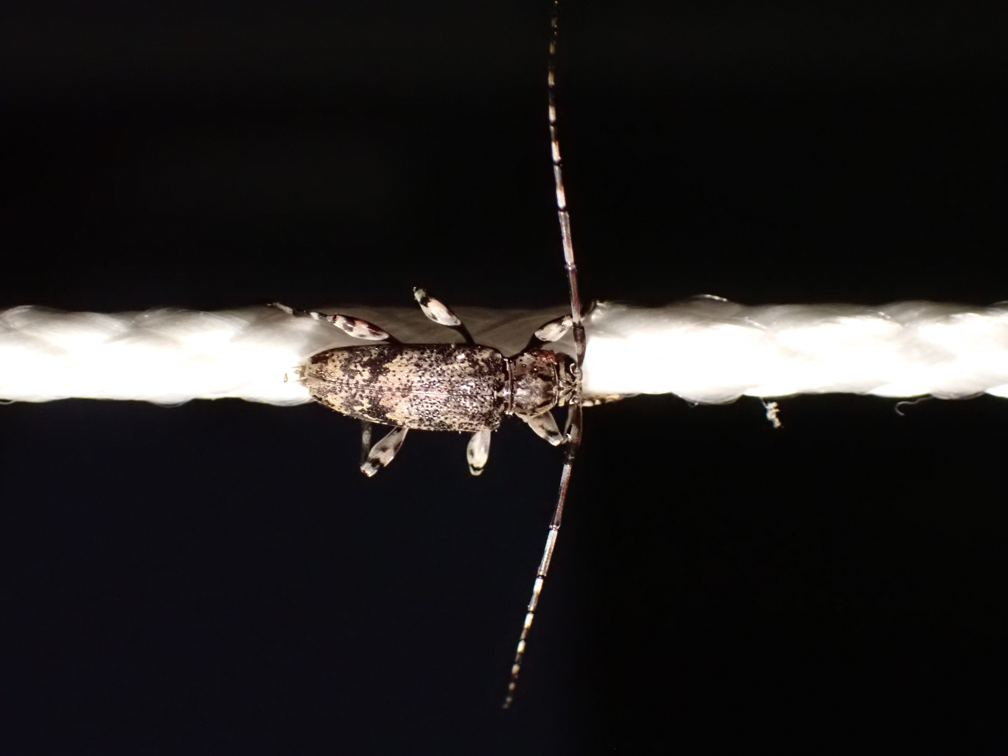 a brown and black longhorn beetle gripping onto a thin piece of twine