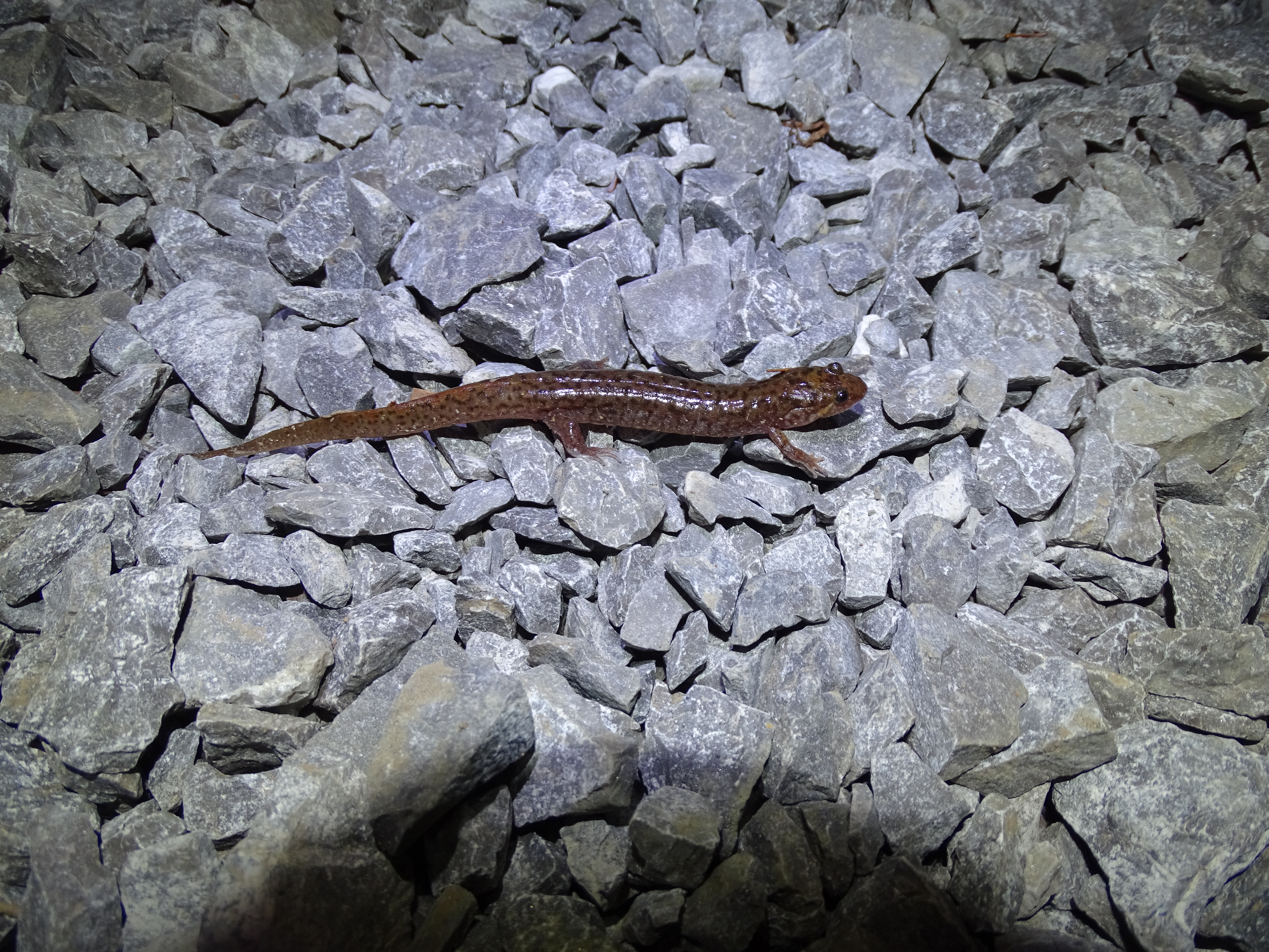 a small orange-brown salamander in bright white light on gravel.
