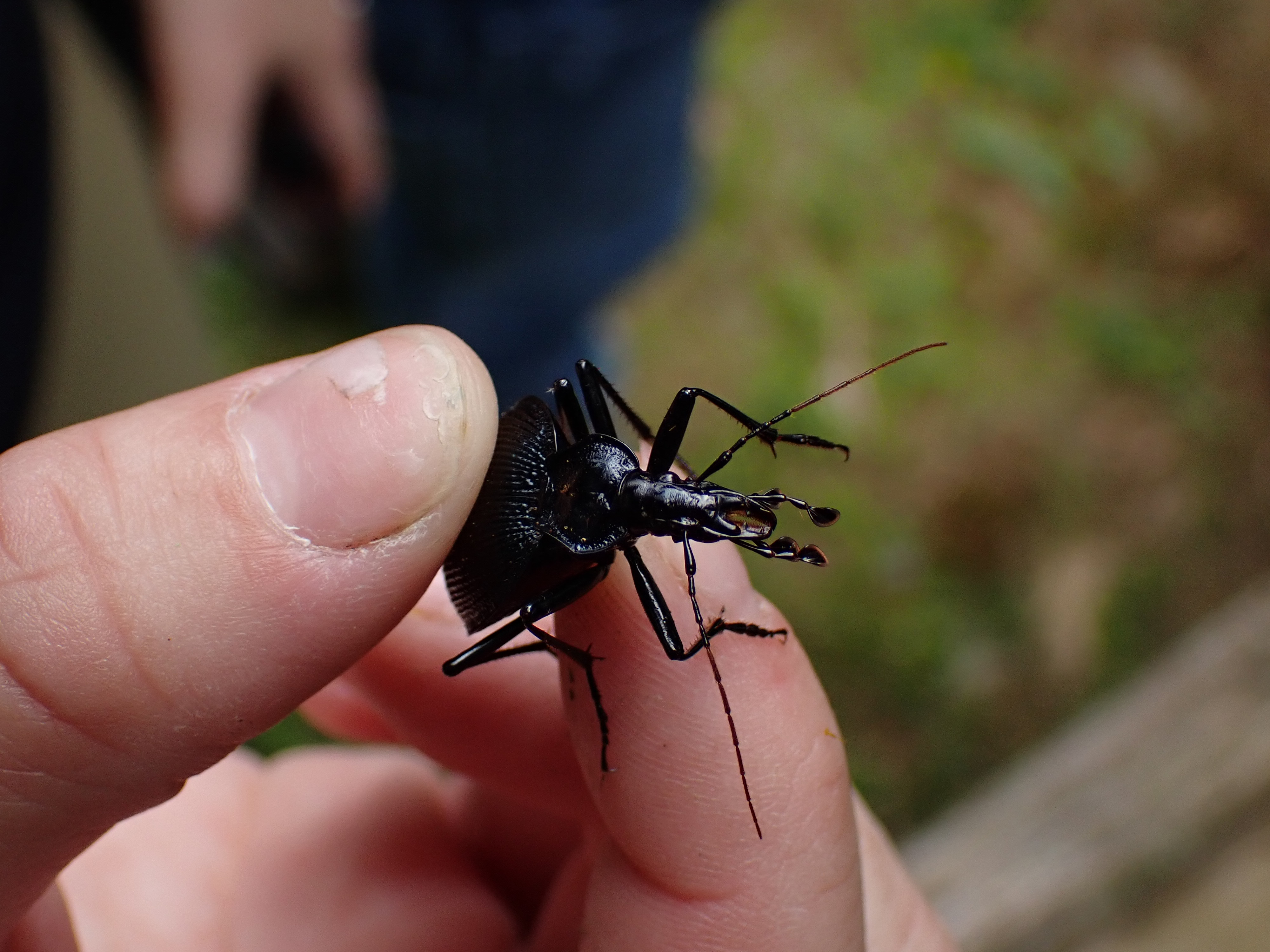 a black beetle (family Carabidae, genus Scaphinotus) held in someone's hand