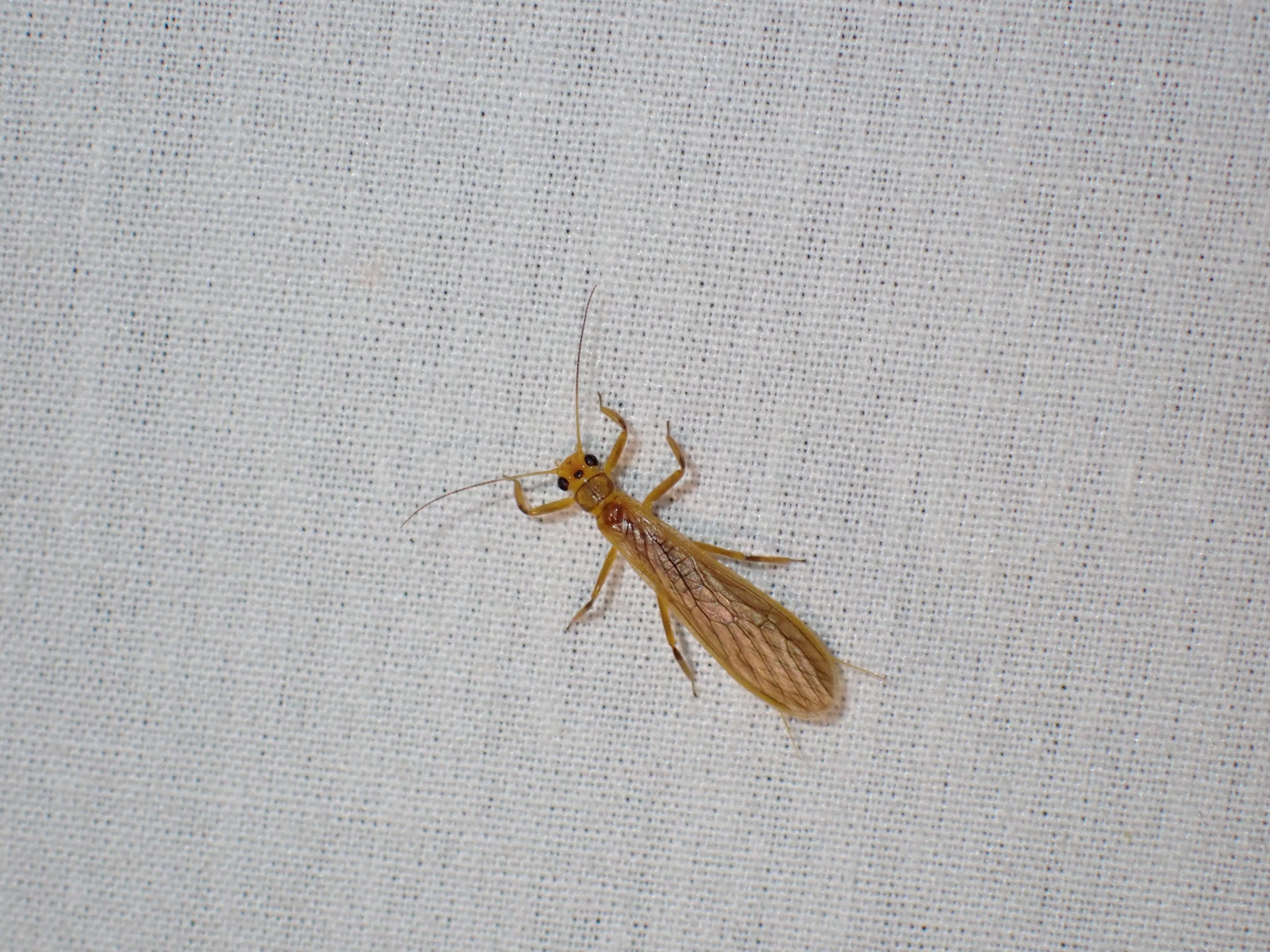 a yellow stonefly on a white sheet.